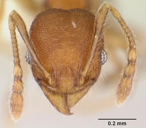 Pheidole flavens specimen CASENT0178022 image casent0178022_2