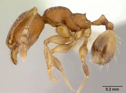 Pheidole flavens specimen CASENT0178022 image casent0178022_3