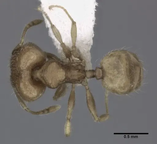 Pheidole flavens specimen CASENT0246098 image casent0246098_1