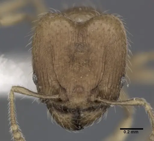 Pheidole flavens specimen CASENT0246098 image casent0246098_2