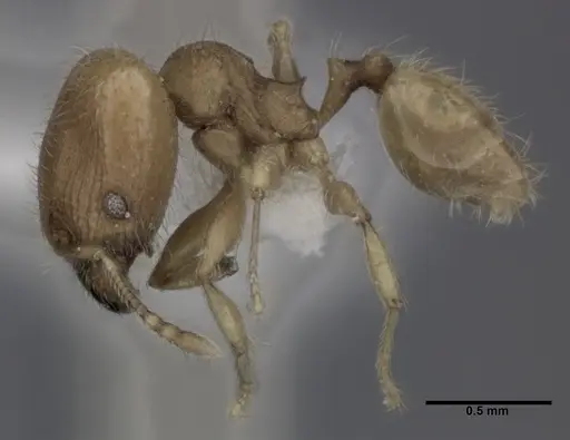 Pheidole flavens specimen CASENT0246098 image casent0246098_3