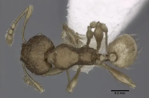Pheidole flavens specimen CASENT0246099 image casent0246099_1