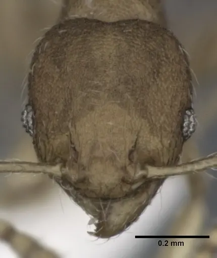 Pheidole flavens specimen CASENT0246099 image casent0246099_2
