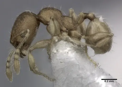 Pheidole flavens specimen CASENT0246099 image casent0246099_3