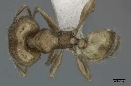 Pheidole flavens specimen CASENT0246103 image casent0246103_1