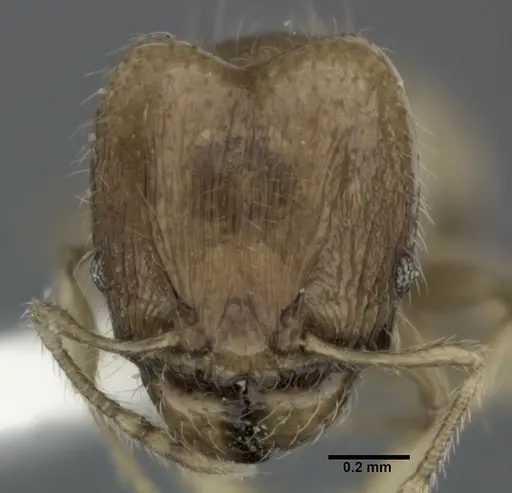 Pheidole flavens specimen CASENT0246103 image casent0246103_2