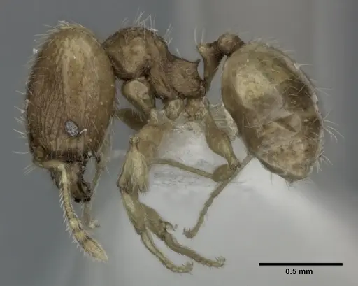 Pheidole flavens specimen CASENT0246103 image casent0246103_3