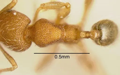 Pheidole flavens specimen CASENT0635467 image casent0635467_1