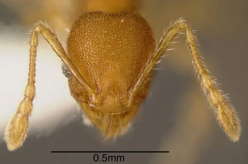 Pheidole flavens specimen CASENT0635467 image casent0635467_2