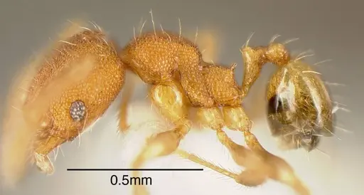 Pheidole flavens specimen CASENT0635467 image casent0635467_3