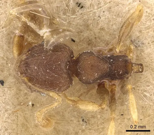 Pheidole flavens specimen CASENT0901615 image casent0901615_1
