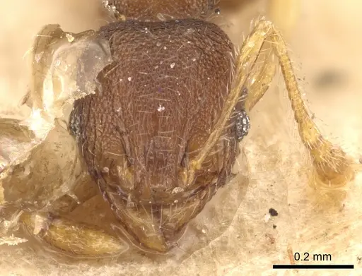 Pheidole flavens specimen CASENT0901615 image casent0901615_2