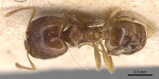 Pheidole flavens specimen CASENT0904408 image casent0904408_1