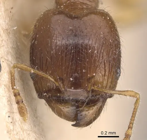 Pheidole flavens specimen CASENT0904408 image casent0904408_2