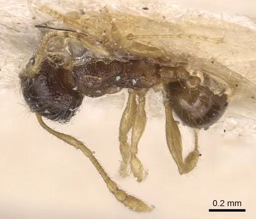 Pheidole flavens specimen CASENT0904409 image casent0904409_1