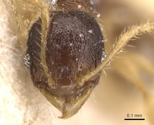 Pheidole flavens specimen CASENT0904409 image casent0904409_2
