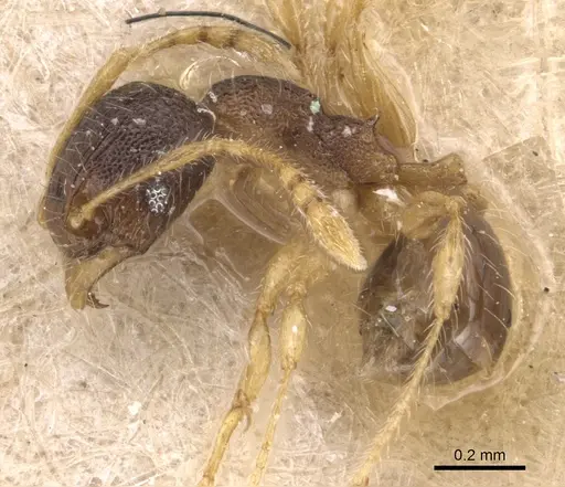 Pheidole flavens specimen CASENT0904409 image casent0904409_3