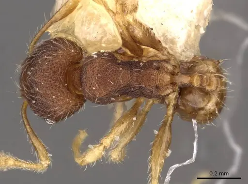 Pheidole flavens specimen CASENT0908260 image casent0908260_1