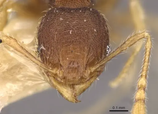 Pheidole flavens specimen CASENT0908260 image casent0908260_2