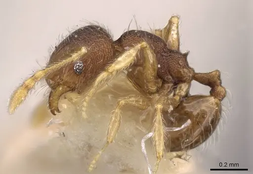 Pheidole flavens specimen CASENT0908260 image casent0908260_3