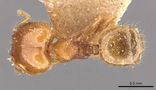 Pheidole flavens specimen CASENT0908261 image casent0908261_1