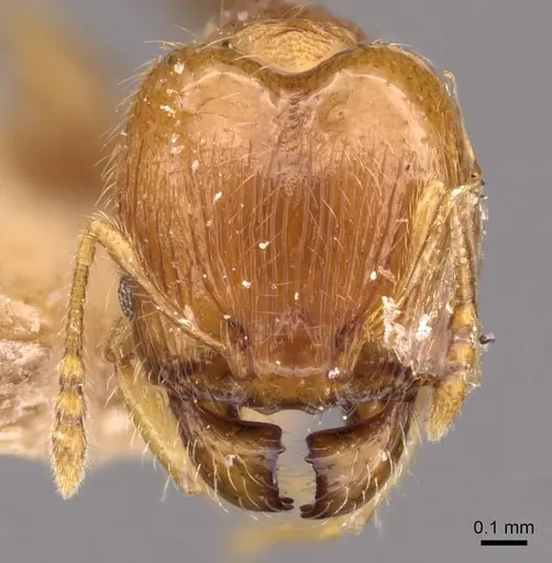 Pheidole flavens specimen CASENT0908261 image casent0908261_2