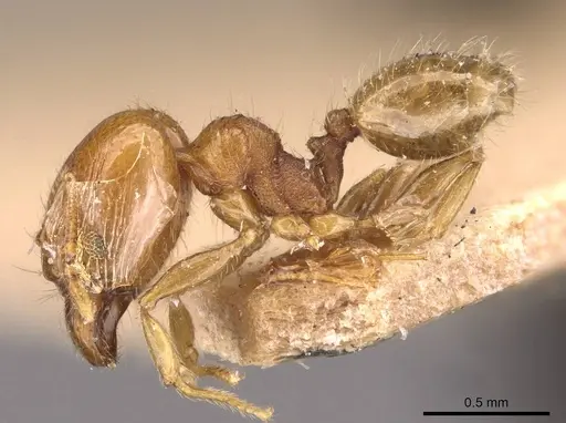 Pheidole flavens specimen CASENT0908261 image casent0908261_3