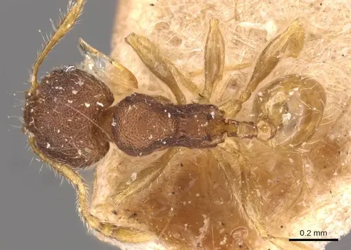 Pheidole flavens specimen CASENT0908262 image casent0908262_1