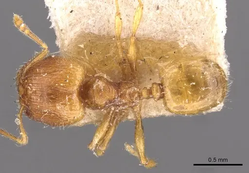 Pheidole flavens specimen CASENT0908267 image casent0908267_1