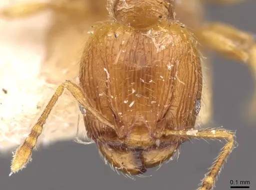 Pheidole flavens specimen CASENT0908267 image casent0908267_2