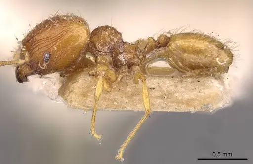 Pheidole flavens specimen CASENT0908267 image casent0908267_3