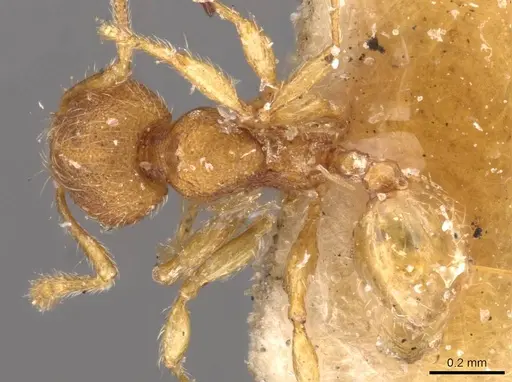 Pheidole flavens specimen CASENT0908268 image casent0908268_1