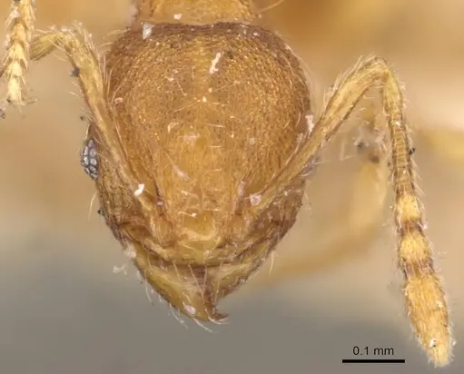 Pheidole flavens specimen CASENT0908268 image casent0908268_2