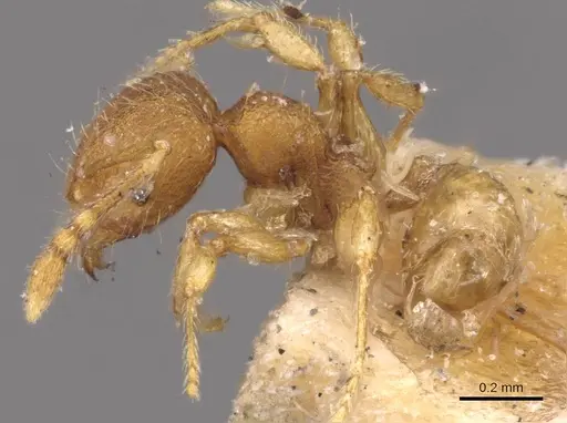 Pheidole flavens specimen CASENT0908268 image casent0908268_3