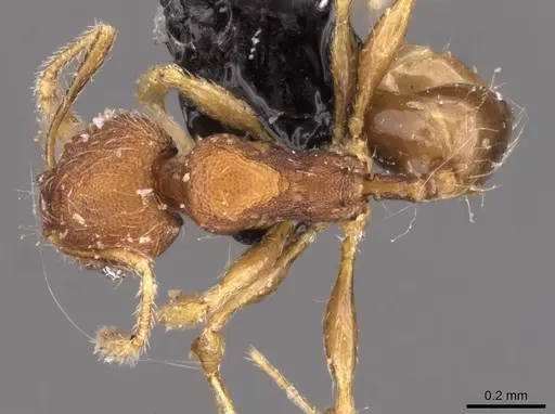 Pheidole flavens specimen CASENT0908270 image casent0908270_1