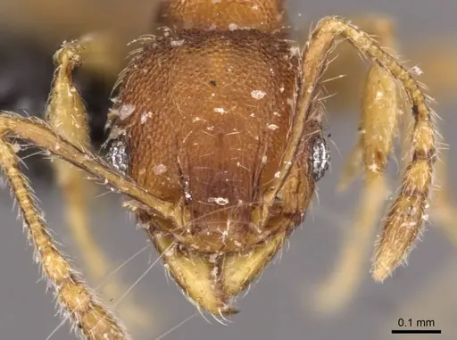 Pheidole flavens specimen CASENT0908270 image casent0908270_2
