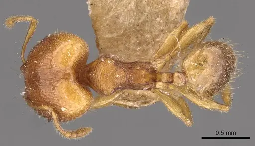 Pheidole flavens specimen CASENT0908275 image casent0908275_1