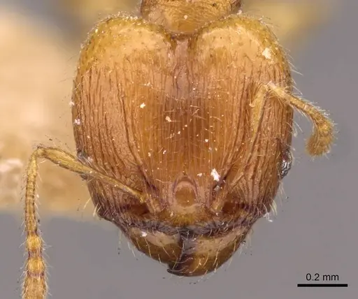Pheidole flavens specimen CASENT0908275 image casent0908275_2