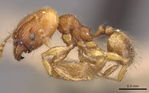 Pheidole flavens specimen CASENT0908275 image casent0908275_3
