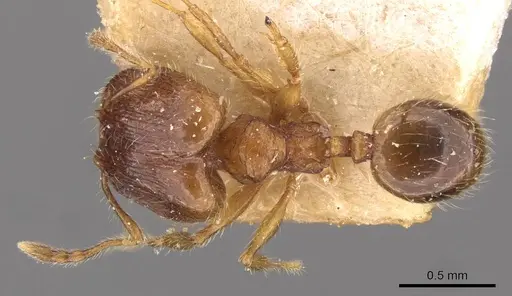 Pheidole flavens specimen CASENT0908276 image casent0908276_1