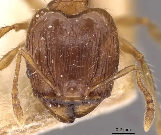 Pheidole flavens specimen CASENT0908276 image casent0908276_2