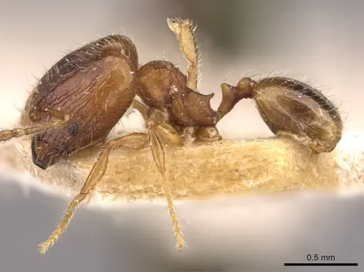 Pheidole flavens specimen CASENT0908276 image casent0908276_3