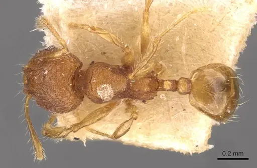Pheidole flavens specimen CASENT0908277 image casent0908277_1