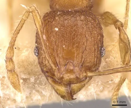 Pheidole flavens specimen CASENT0908277 image casent0908277_2