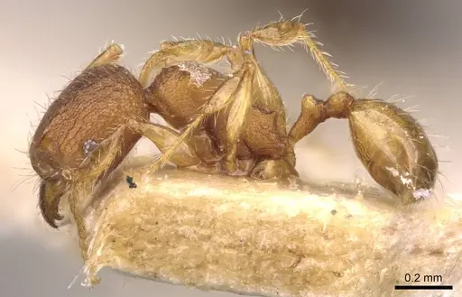 Pheidole flavens specimen CASENT0908277 image casent0908277_3