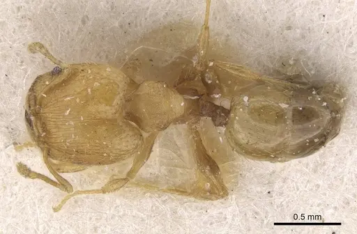 Pheidole flavens specimen CASENT0913323 image casent0913323_1