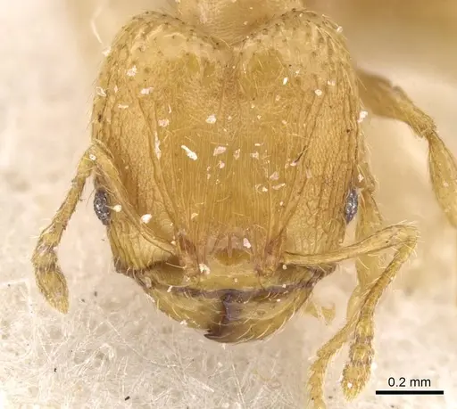 Pheidole flavens specimen CASENT0913323 image casent0913323_2