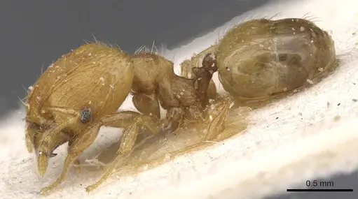 Pheidole flavens specimen CASENT0913323 image casent0913323_3