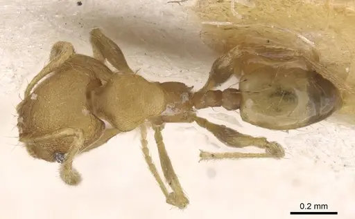 Pheidole flavens specimen CASENT0913324 image casent0913324_1