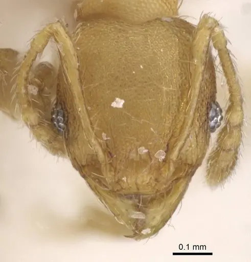 Pheidole flavens specimen CASENT0913324 image casent0913324_2